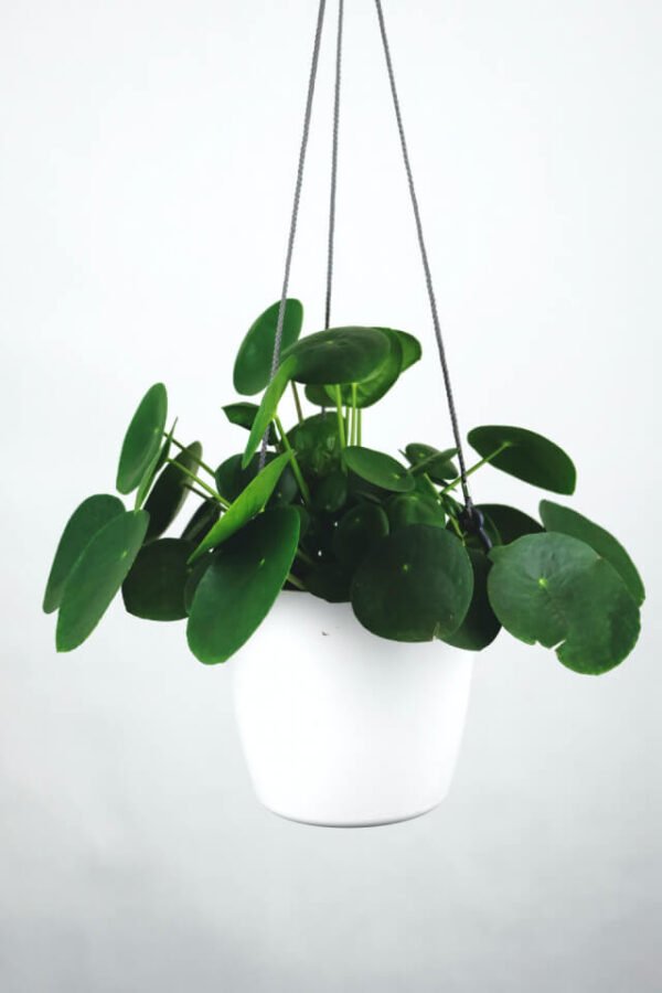 Pilea Peperomioides - Hình ảnh 2