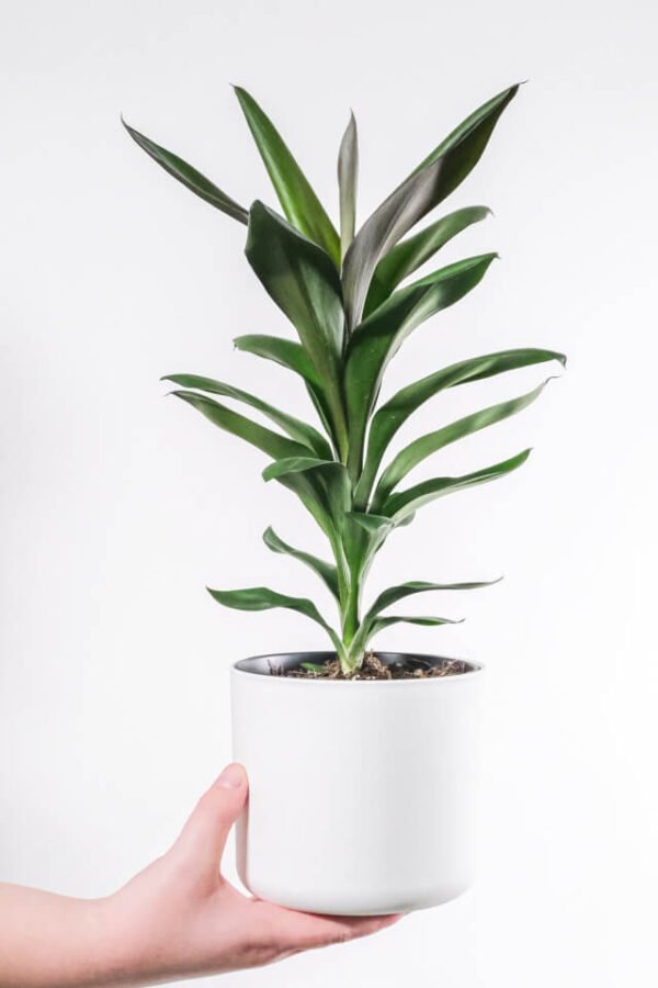 Dracaena Lisa - Hình ảnh 2