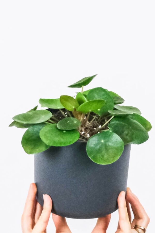 Peperomia Lemon Lime - Hình ảnh 2